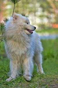 Dog looking away on field