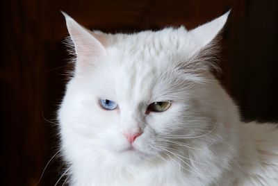 Close-up portrait of angora cat