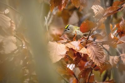 Bird perching on a tree