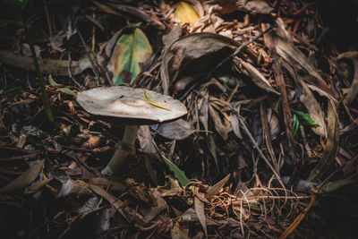 High angle view of mushrooms on field