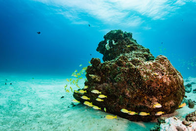 View of coral swimming in sea