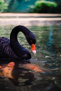 Black swan swimming in lake