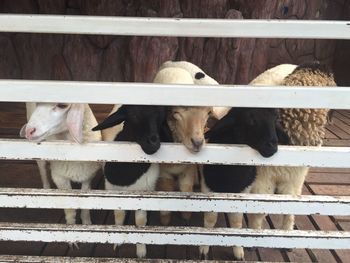 Sheep standing by fence