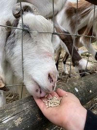 Farmyard goat eating from hand