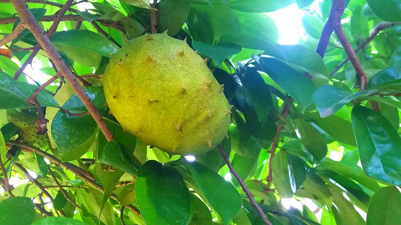 Soursop fruit