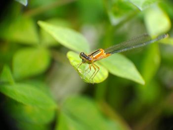 Close-up of dragonfly on plant