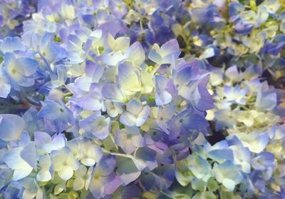 Close-up of purple flowers