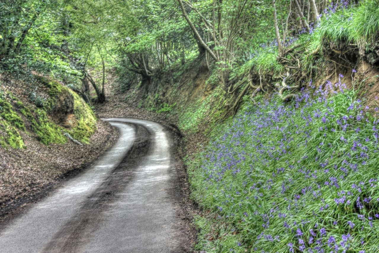 tree, forest, tranquility, the way forward, growth, tranquil scene, nature, green color, beauty in nature, water, plant, scenics, lush foliage, stream, non-urban scene, diminishing perspective, footpath, day, narrow, outdoors