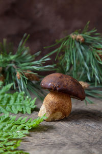 Close-up of mushroom growing on wood