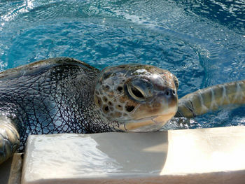 Close-up of sea turtle swimming in pool