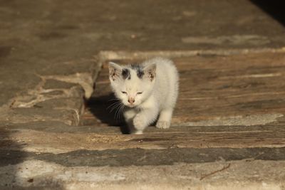 Close-up portrait of a cat