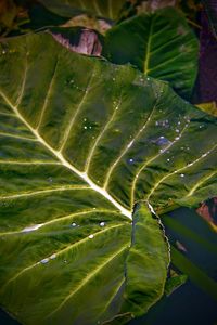 Close-up of raindrops on leaves