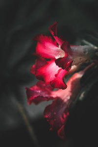 Close-up of pink rose flower