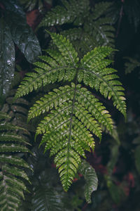 Close-up of wet leaves