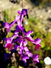 Close-up of purple flowers blooming outdoors