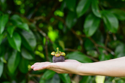 Close-up of hand holding mangosteen
