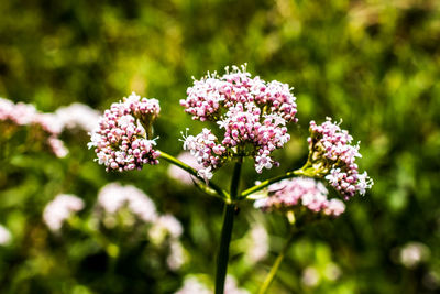 Close-up of pink flowering plant