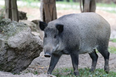 Close-up of pig