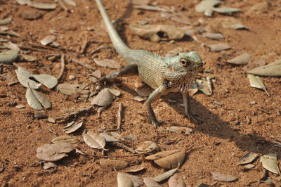 High angle view of lizard on field