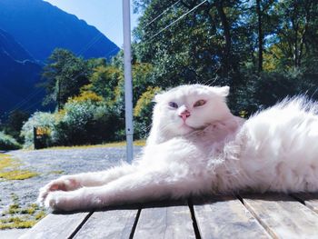 Portrait of a white cat