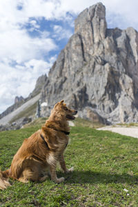 Dog sitting on rock