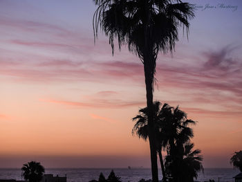 Silhouette tree by sea against sky during sunset