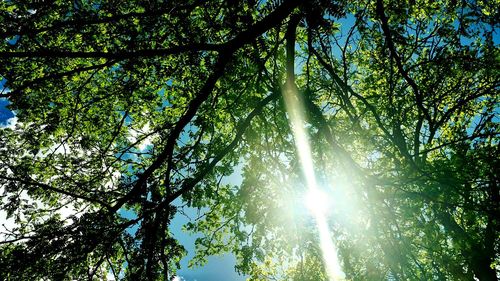 Low angle view of sunlight streaming through trees in forest