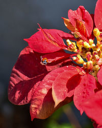 Close-up of red rose flower