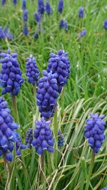 Close-up of purple flowering plants on field