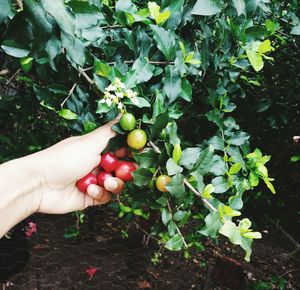 Close-up of hand holding fruits