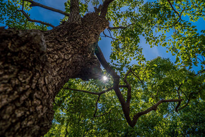 Low angle view of trees against sky