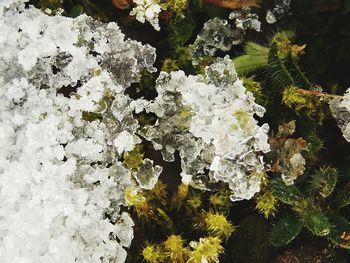 Close-up of frozen water in winter