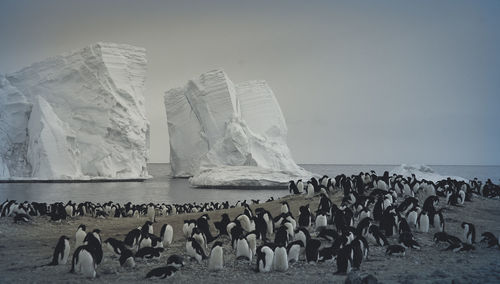 Panoramic view of birds on beach against sky