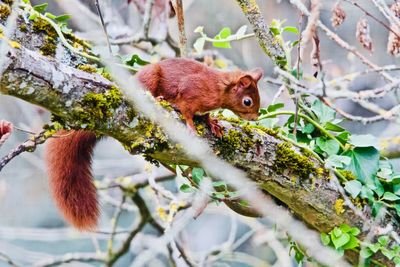 Squirrel on tree