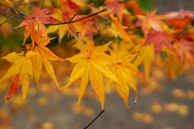 Close-up of yellow maple leaves