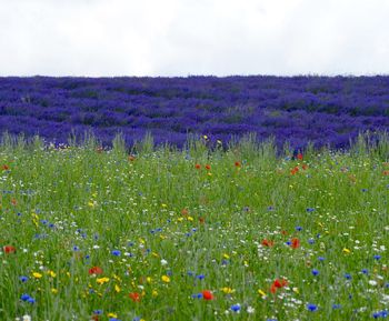 Flowers growing in field against sky