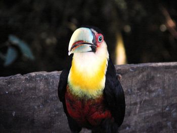 Close-up of bird perching outdoors