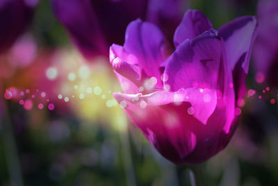 Close-up of pink rose flower