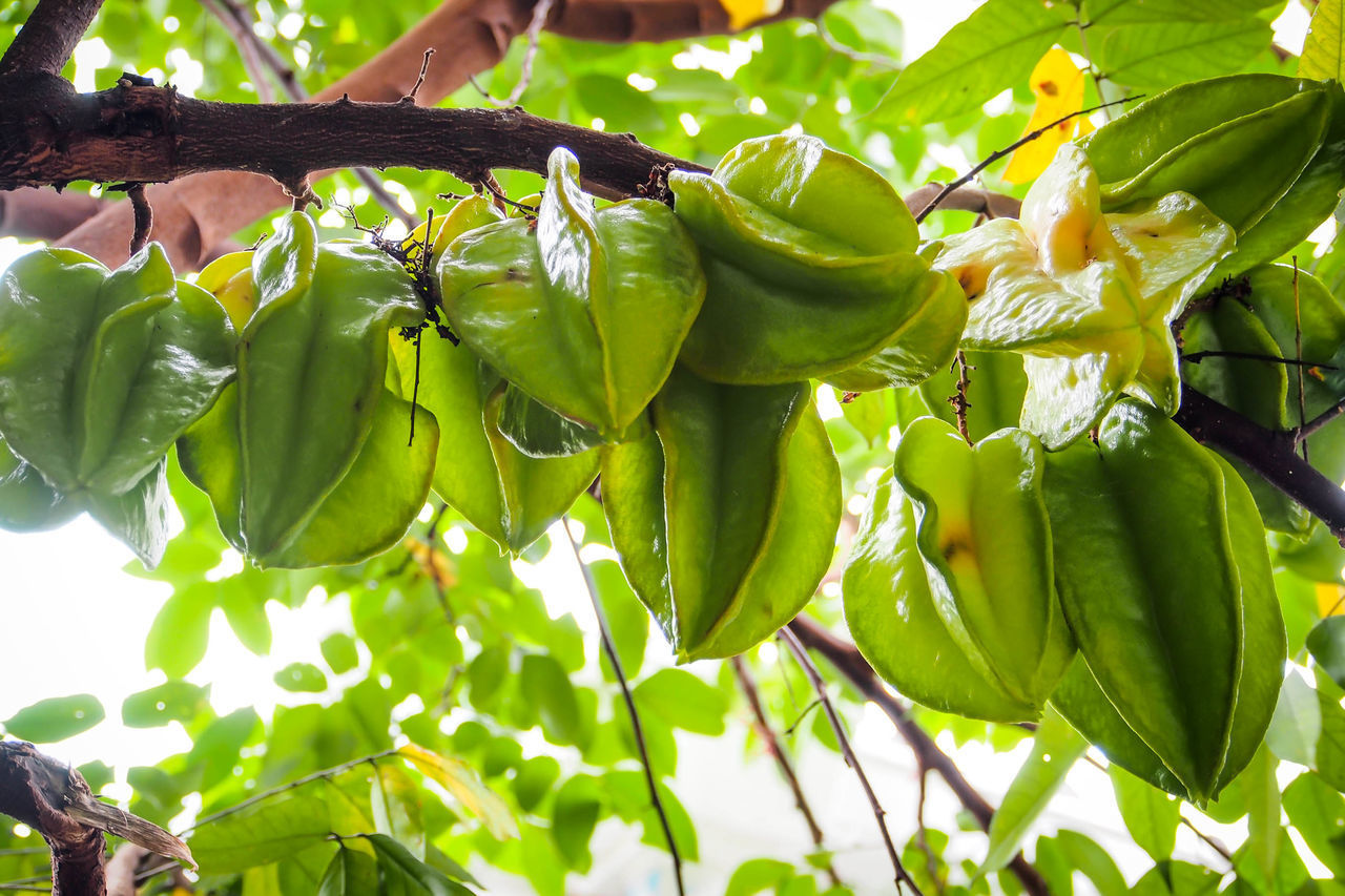 LOW ANGLE VIEW OF FRUITS ON TREE