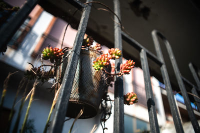 Sedum rubrotinctum on a metal pot haning from a metal fence