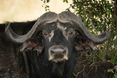 Close-up portrait of a horse