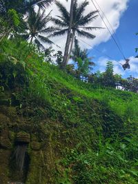 Low angle view of coconut palm trees against sky