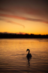 Silhouette swan swimming in lake during sunset