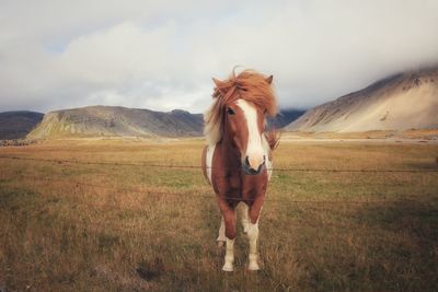 Horse on field against sky