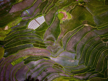 Aerial view of rice paddy
