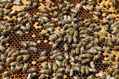 Full frame shot of bees