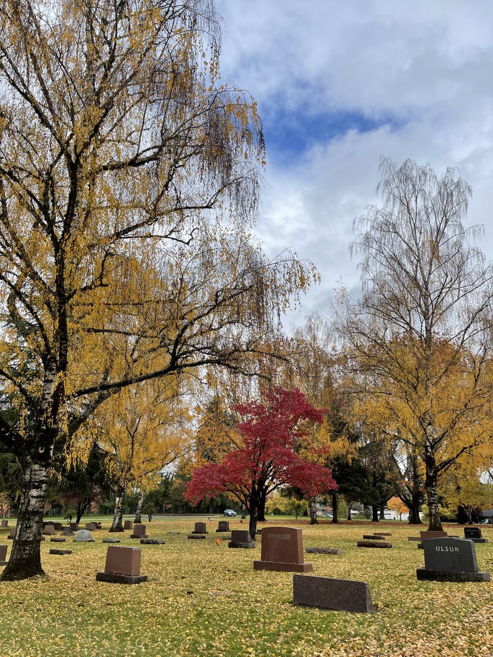 TREES IN PARK AGAINST SKY