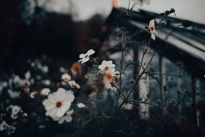 Close-up of white flowering plant