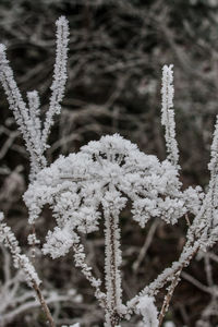 Close-up of frozen plants during winter