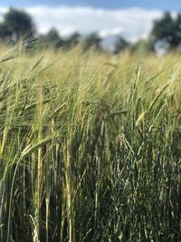 Close-up of stalks in field